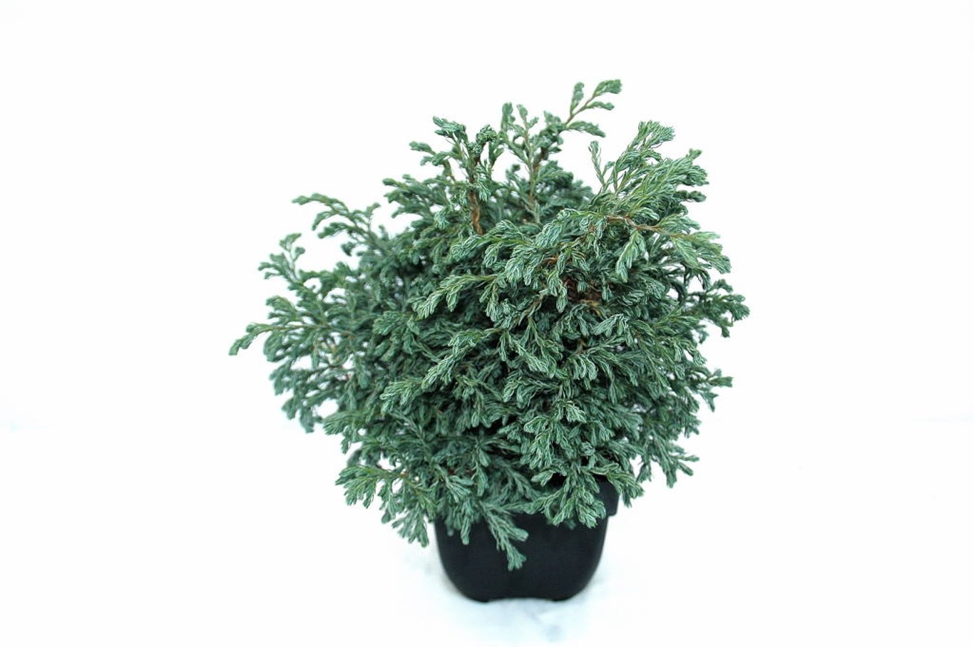 Chamaecyparis p. 'Boulevard' - C2